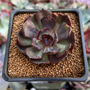 Echeveria 'Black Tan' 2" Succulent Plant
