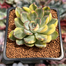 Echeveria 'Pulidonis' Variegated 2" Succulent Plant