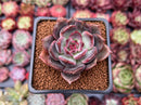 Echeveria 'Dark Chocolate' 2" Succulent Plant