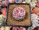 Echeveria 'Red Velvet' 2"  Bifurcated Succulent Plant