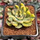 Echeveria 'Pulidonis' Variegated 2" Succulent Plant