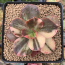 Echeveria 'Primadonna' Variegated 3" Succulent Plant