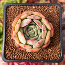 Echeveria 'Black Panther' 1" Succulent Plant