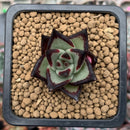 Echeveria Agavoides 'Super Black' 1" Small Succulent Plant