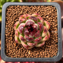 Echeveria 'Black Rose' 1" Succulent Plant