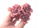 Graptoveria Mrs. Richards Variegated Cluster 4” Rare Succulent Plant
