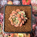 Echeveria 'Neoran' 1" Succulent Plant