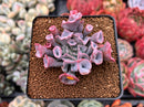 Echeveria 'Trumpet Pinky' 2" Succulent Plant