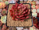 Echeveria Agavoides 'Beautiful Life' 3" New Hybrid Succulent Plant
