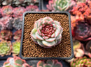 Echeveria 'Red Velvet' 1" Succulent Plant
