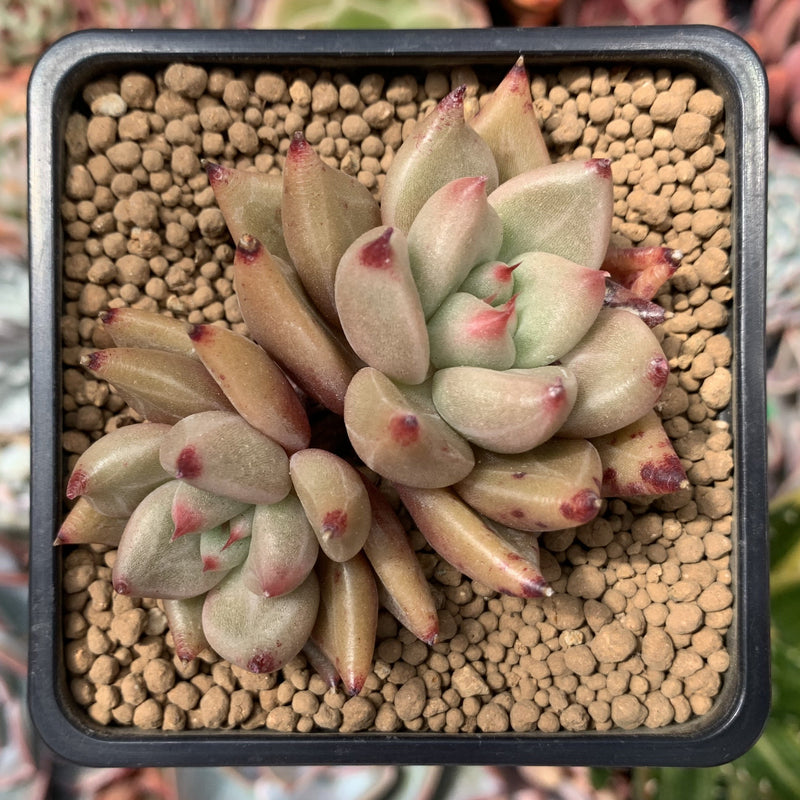 Echeveria Agavoides 'Planetary Stars' Cluster 2" Succulent Plant