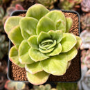 Echeveria Agavoides 'Raja' Variegated' 2" Succulent Plant