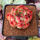Echeveria Agavoides 'Rose Garnet' 2"-3" Succulent Plant