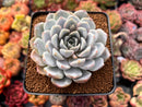 Echeveria 'Snow Bunny' 3" Powdery Succulent Plant