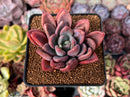 Echeveria 'Mezzoglam' Seed-grown Hybrid 2"-3" Succulent Plant