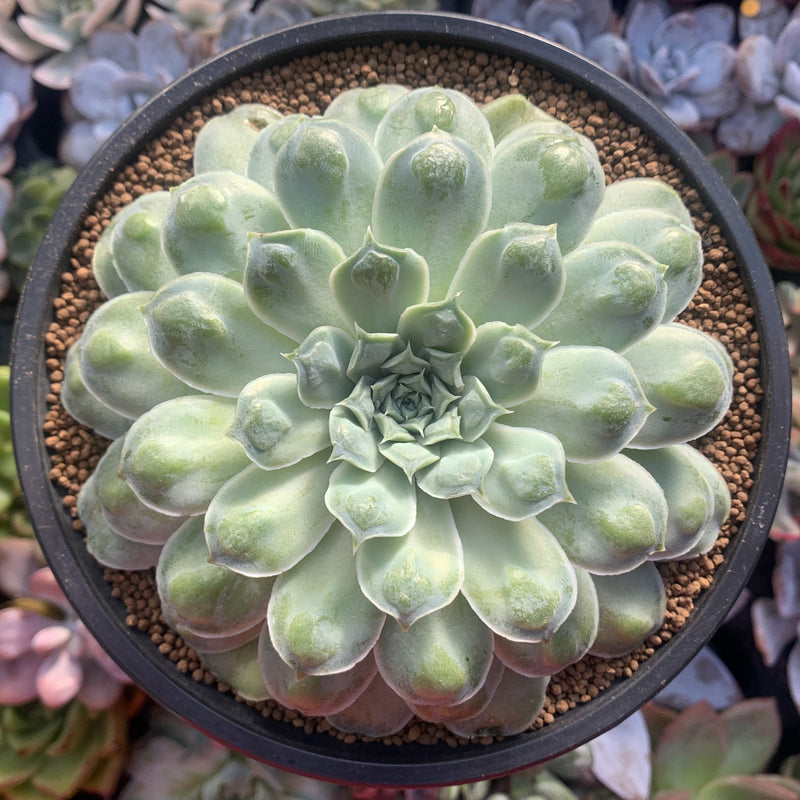 Echeveria 'Hearts Choice' 4