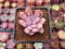 Echeveria 'Devolution' 1"-2" New Hybrid Succulent Plant