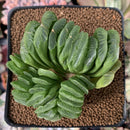 Haworthia Truncata 3" Cluster Succulent Plant