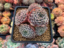 Echeveria 'Tuxpan' Cluster 3" Succulent Plant