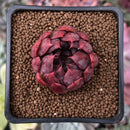 Echeveria Agavoides 'Magic Plot' 1" Succulent Plant