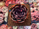 Echeveria 'Black Tan' 2"-3" Succulent Plant