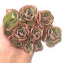 Echeveria 'Suyon' Cluster 4" Rare Succulent Plant