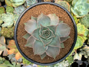 Echeveria 'Madiba' 5" Succulent Plant