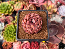 Echeveria 'Nomad' 1"-2" Succulent Plant