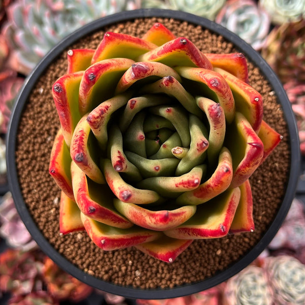 Echeveria Agavoides 'Ebony' Hybrid 4" Succulent Plant