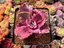 Echeveria 'Chantilly' Mutation Variegated 3" Succulent Plant