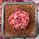 Echeveria Agavoides 'Nomad' 1" Succulent Plant