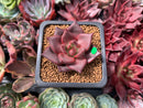 Echeveria Agavoides 'Red Ebony' 1" Succulent Plant