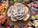 Echeveria 'Lilacina' Marble Variegated 4" Succulent Plant