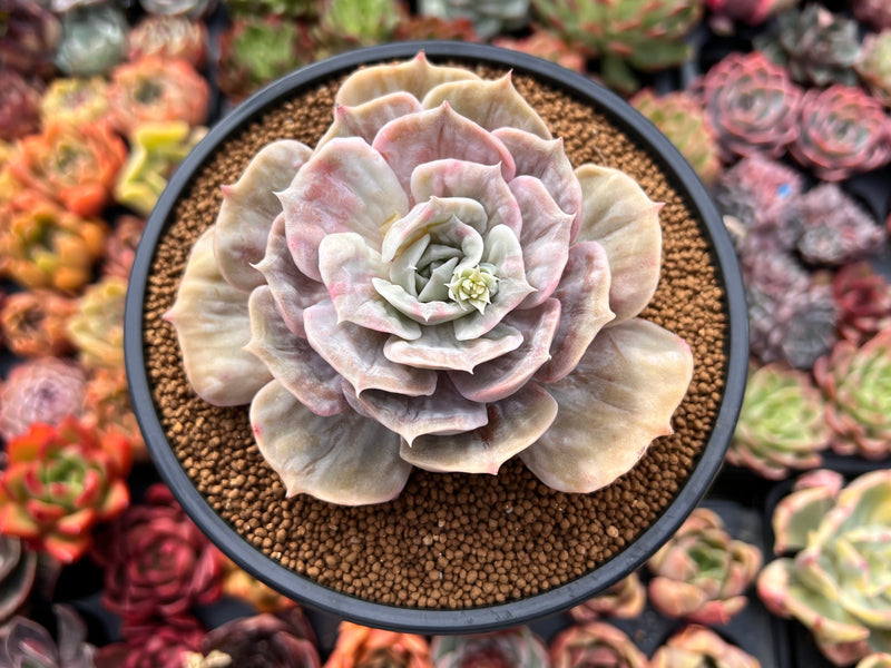 succulent lilacina Echeveria 'Lilacina' Marble Variegated 4" Succulent Plant – True Succulents Plant Co