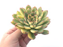 Echeveria 'Pulidonis' Variegated 5" Large Succulent Plant