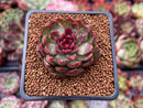Echeveria 'Rosa Pink' 1" Succulent Plant