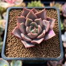 Echeveria Agavoides 'Pink Lily' 2" Succulent Plant