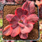 Echeveria 'Red Phoenix' Variegated 2"-3" Succulent Plant
