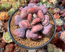 Echeveria 'Hearts Delight' Selected Clone 5" Succulent Plant