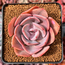 Echeveria 'Dusty Rose' 2" Succulent Plant