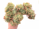 Echeveria Pastel Crested Extra Large 8” Rare Succulent Plant