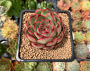 Echeveria Agavoides 'Polar Rose' 2"-3" Succulent Plant