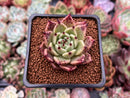 Echeveria Agavoides 'Sarabony' 1" (Seed Grown) Succulent Plant