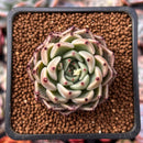 Echeveria Agavoides 'Prima' 1"-2" Succulent Plant