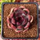 Echeveria 'Violet Cheese' 2" Succulent Plant