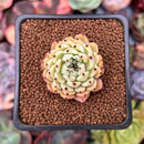 Echeveria 'Zaragoza' 1" Succulent Plant