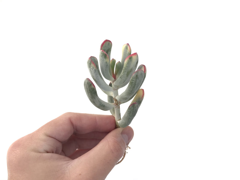 thin succulent plants Cotyledon 'Orbiculata' Variegated Thin Leaf 2"-3" Succulent Plant