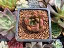 Echeveria Agavoides 'Lily Maria' 1" Succulent Plant