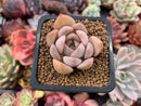 Echeveria sp. 1" Powdery Succulent Plant