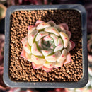 Echeveria 'Mohitta' 1" New Hybrid Succulent Plant
